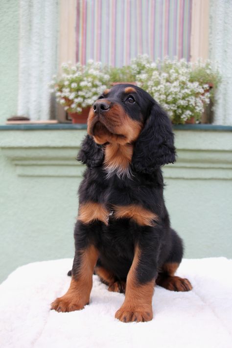 Gorden Setter Dog, Gordon Setter Puppy, Tortoise Garden, Setter Puppies, Gordon Setter, Horses And Dogs, Sporting Dogs, Cute Funny Dogs, Beautiful Dogs