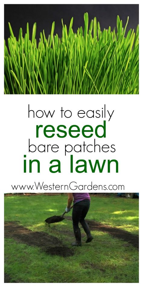 How To Reseed Your Lawn, Laying Grass Seed, Reseeding Lawn, Western Garden, Lawn Repair, Growing Grass, Diy Lawn, Aerate Lawn, Sansevieria Trifasciata