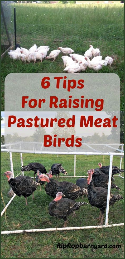 Free Range Turkeys, Turkey Tractor Ideas, Turkey Pen Ideas, Turkey Pen, Turkey Coop, Raising Meat Chickens, Pastured Poultry, Raising Turkeys, Homestead Animals