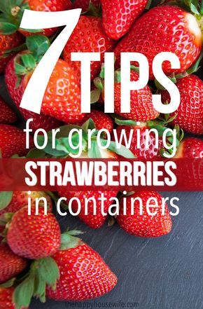 Strawberries Growing, Growing Strawberries In Containers, Types Of Strawberries, Everbearing Strawberries, How To Grow Strawberries, Gemüseanbau In Kübeln, Strawberries In Containers, Grow Strawberries, Tomatoes In Containers