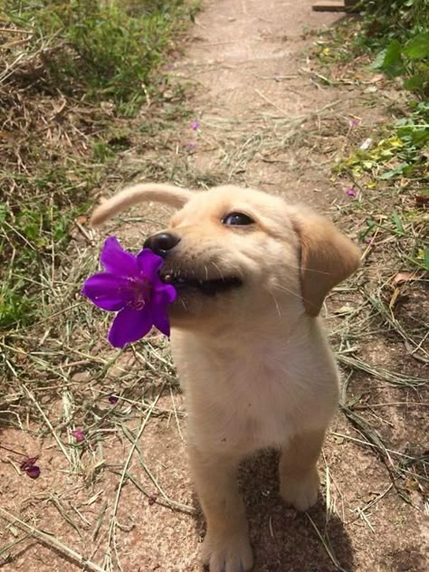 Regnul Animal, Cute Little Puppies, Dog Wallpaper, Golden Retriever Puppy, Retriever Puppy, Cute Dogs And Puppies, Cute Animal Photos, Cute Animal Pictures