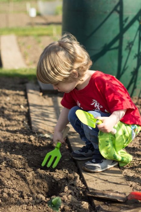 Unaccustomed Earth, Planting Strawberries, Kid Garden, Strawberry Runners, Manga Background, Gardening With Kids, Kids Gardening, Planting Potatoes, Rotary Club