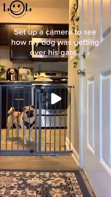 Dog On Trampoline, Dogs Watching Tv, Dog Love Video, Talking Dogs Funny Video, Funny Dog Videos Hilarious Puppys, Funny Animal Videos Dogs, Funny Dog Video, Funny Dog Videos Make Me Laugh, Animal Funny Videos