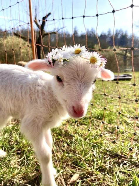 Natural Lawn, Sheep Breeds, Cute Lamb, Baby Sheep, Baby Goat, Cute Goats, Baby Lamb, Cute Sheep, Baby Goats