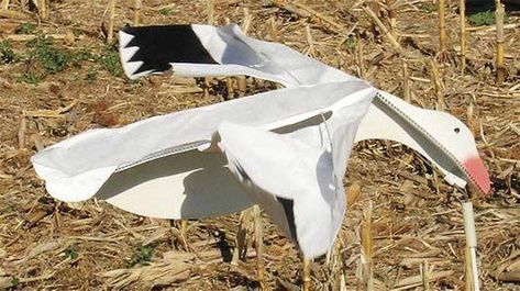 Sillosocks Flapping Snow Goose Decoy, White, Decoys - Amazon Canada Snow Goose Decoys, Snow Goose Hunting, Snow Geese, Deer Blind, Goose Hunting, Snow Goose, Waterfowl Hunting, Coupon Storage, Hunting Season