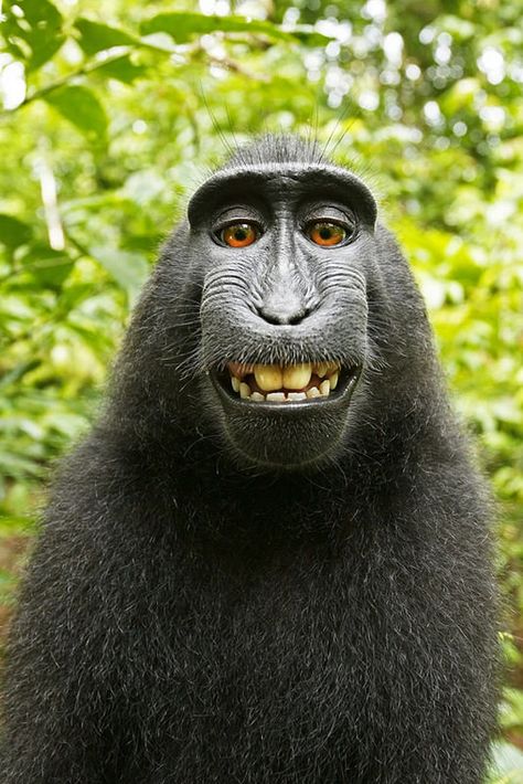 MONKEYSELFIEWEB021407350590 Ugly Monkey, Funny Monkey Pictures, Animals Doing Funny Things, Ugly Animals, Funny Monkey, Monkey Pictures, Monkeys Funny, A Monkey, Monkey Business