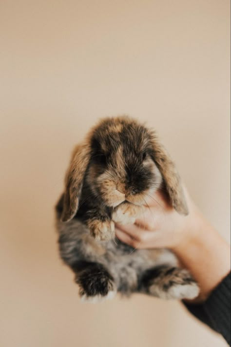 Brown And White Bunnies, Pet Bunny Rabbits Mini Lop, Crochet Holland Lop Bunny Pattern, Orange Holland Lop, Cute Lop Bunnies, Bunny Lop Holland, Harlequin Holland Lop Bunnies, Flop Eared Bunny, Mini Plush Lop Bunny