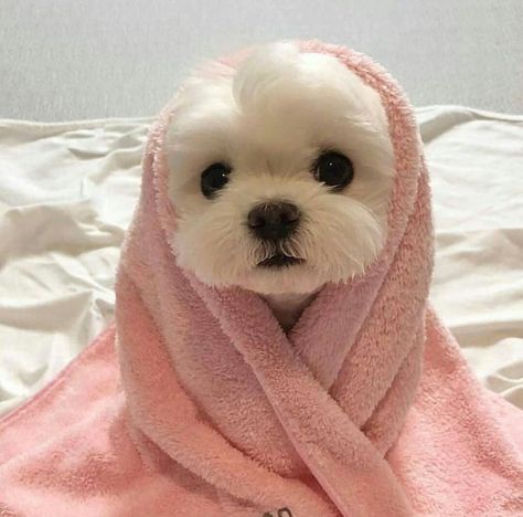 #dog #puppy #pink #white #minimal #aesthetic #cute #adorable #pretty #animals White Dog, Pink, White