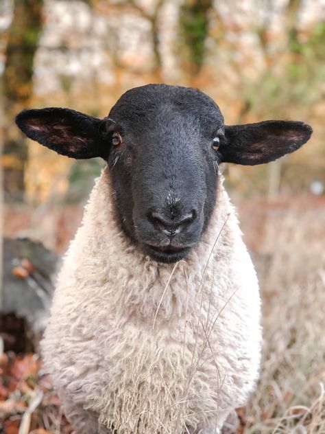 Black and white sheep looking Tf2 Animals, Male Sheep, Sheep Reference, Sheep Reference Photo, Splat Balls, Sheep With Black Faces, Sheep Costume, Black Faced Sheep Art, Ram Sheep