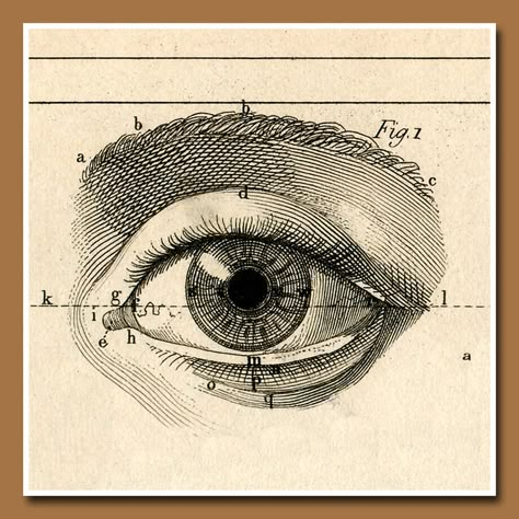 eye Vintage Anatomy, Tattoos Infinity, Eye Illustration, Eyes Artwork, Fashion Sketchbook, Human Eye, Scientific Illustration, Medical Illustration, Art Et Illustration