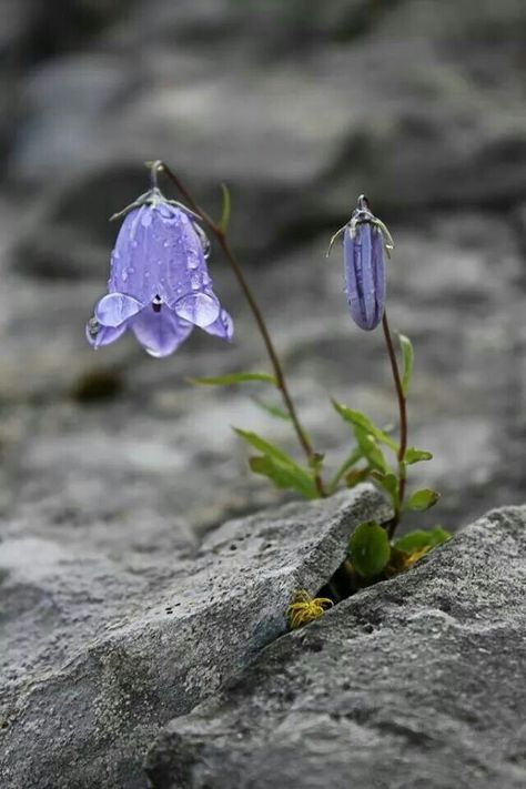 Nature prevails. Flower Growing, Water Droplets, Purple Flower, Beautiful Blooms, Ikebana, A Rock, Love Flowers, Splash Of Color, Nature Beauty