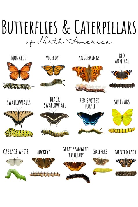 Butterfly Garden Plants, Butterfly Garden Design, Butterfly Habitat, Butterfly Gardens, Butterfly Species, Monarch Butterflies, Pollinator Garden, Birds And Butterflies, Bugs And Insects