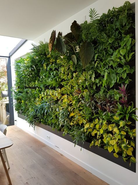 This green wall of 10 m2 in a living room of a house. #verticalgardens #greenwalls #livingwalls Fake Green Wall Living Room, Indoor Living Plant Wall, Living Wall Patio, Green Wall Living Room Plants, Living Wall Living Room, Green Foliage Wall, Plant Wall Interior, Plant Panel Wall, Green Wall Inspiration