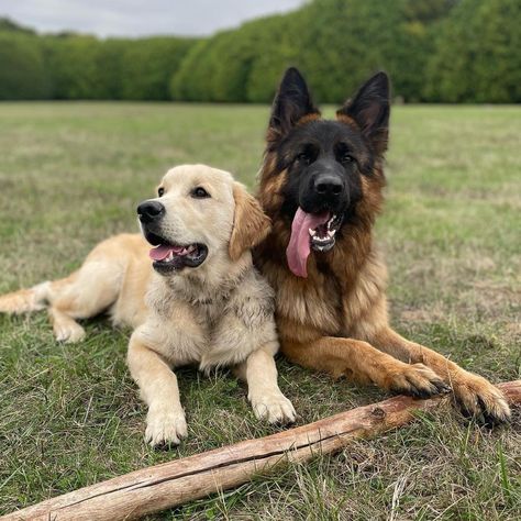 Golden Retriever And German Shepherd Mix Dogs, German Shepherd And Golden Retriever, Golden Retriever And German Shepherd, German Shepherd Photos, German Shepherd Mix, Shepherd Mix Dog, Dr Aesthetic, Multiple Dogs, Chicken House