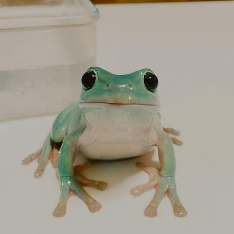 Frog Aesthetic, Pet Frogs, Frog Pictures, Animal References, Green Frog, Fascinating Facts, Cute Frogs, Amphibians, Frogs