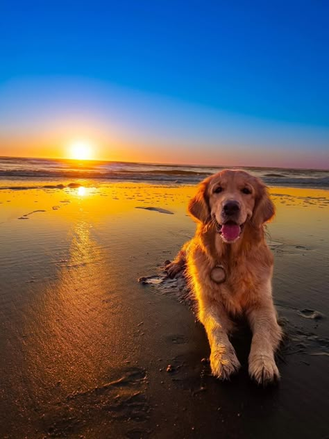 Golden Retriever Sunset, Golden Retriever On Beach, Cute Golden Retriever Aesthetic, Golden Retriever Puppy Aesthetic, Aesthetic Golden Retriever, Baby Golden Retrievers, Funny Golden Retrievers, Golden Retriever Aesthetic, Golden Retriever Beach