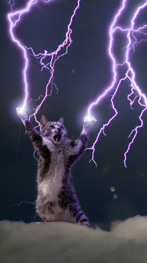 All hail the Lightning God Cat (a nice phone wallpaper) Lightning God, The Lightning, A Cat, Phone Wallpaper