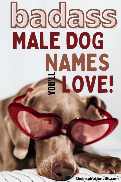 Recently got yourself a dog and are struggling with finding a cute male dog name? Here's my list of top male dog names that you will love. Dogs Names List.Pet Names For Dogs.Big Dog Names.Names For Male Dogs.Dog Names Male Cool Dog Names Boys.Names For Male Dogs.Dog Names Unique.Boy Dog Names Unique Cool Dog Names Boys, Boy Puppy Names Unique, Dog Names With Meaning, Names For Male Dogs, Male Pet Names, Cool Dog Names, Male Dog Names Unique, Puppy Names Unique