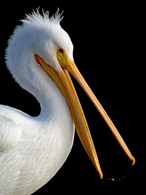 Lake Merritt Oakland, Bird Wings Costume, Pelican Photos, White Pelican, Pelican Art, Pelican Bird, American Wildlife, Big Birds, North American Wildlife