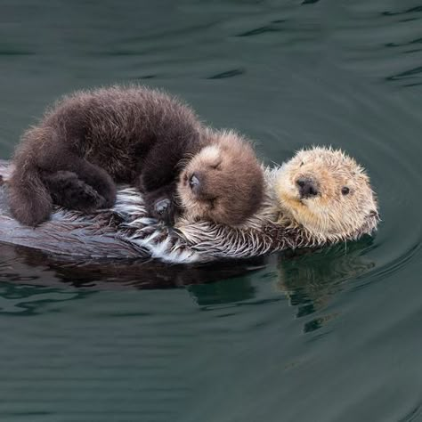 Otters Cute, Baby Otters, Pretty Animals, Sea Otter, Silly Animals, Fluffy Animals, Cute Wild Animals, Cute Animal Photos, Cute Animal Pictures