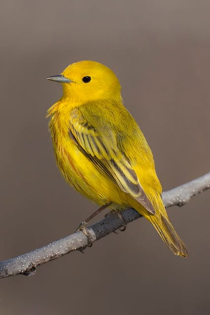 Yellow Bird Tattoo, Yellow Warbler, Grand Forks North Dakota, Unique Birds, Tattoo Beautiful, Yellow Animals, Grand Forks, Bird Tattoo, Kinds Of Birds