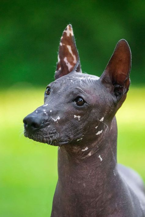 Gruffalina's... - Gruffalina's Hairless Dogs - PSPP & AHT Hairless Dogs, Peruvian Hairless Dog, American Hairless Terrier, Hairless Terrier, Mexican Hairless Dog, Hairless Dog, Ancient Animals, Dream Dog, Breed Dogs