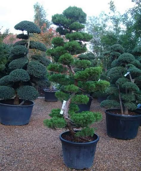 Japanese Garden Backyard, Japanese Garden Style, Japanese Garden Plants, Japanese Plants, Small Japanese Garden, Japanese Garden Landscape, Zen Garden Design, Evergreen Garden, Rock Garden Design