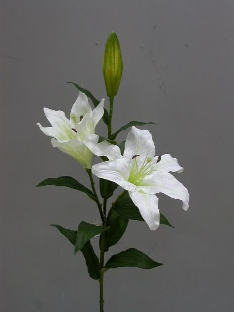 Lillies with leaves Asian Lily, Lilly Plants, Easter Lilly, Flowers Reference, Lily Leaves, Lilies Drawing, Flower Reference, Shadow Drawing, Lilly Flower