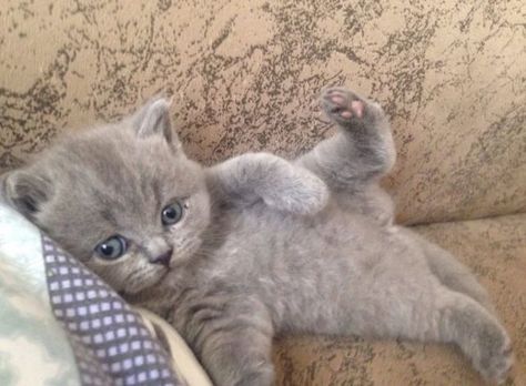 Cats Pet, Just Chilling, So Adorable, Cute Cat, Kitty, Grey