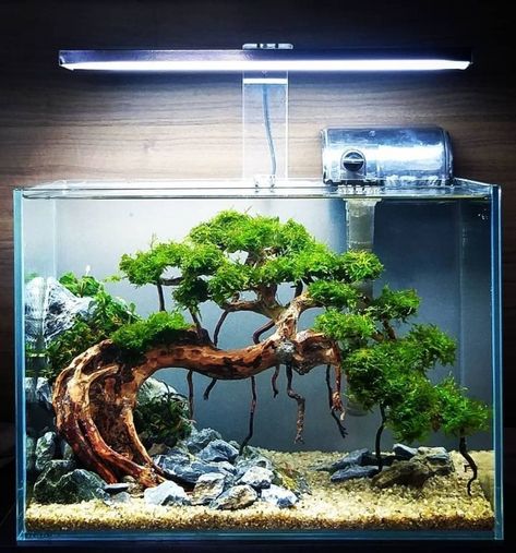 Aqua Scape, Tanaman Air, Tank Terrarium, Freshwater Aquarium Plants, Taman Air, Fish Tank Terrarium, Diy Fish Tank, Aquascape Design, Betta Aquarium