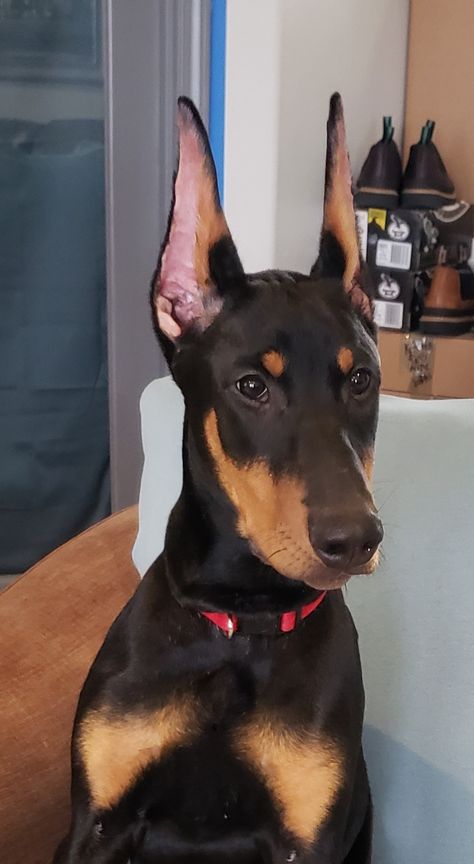 Dogs With Pointy Ears, Doberman Normal Ears, Doberman Ear Cropping Styles, Dogs With Big Ears, Doberman Ears, Doberman Ear Cropping, Doberman Photography, Dog Ears Headband, Doberman Love