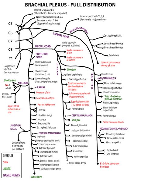 Instant Anatomy - Diagram Nerve Innervation Anatomy, Nerves Of Upper Limb, Innervation Of Upper Limb, Upper Limb Muscles Origin Insertion, Axilla Anatomy, Limb Anatomy, Pnf Stretching, Pt School, Brachial Plexus