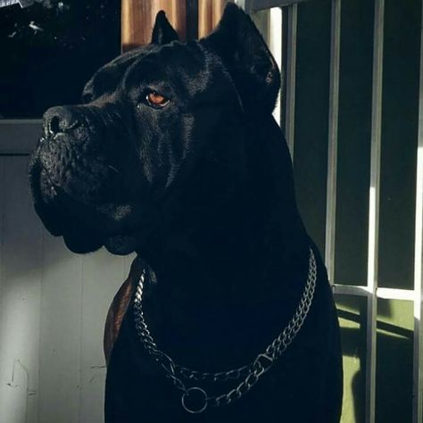 From ' Cane Corso Fans ' Black Cane Corso Aesthetic, King Corso Dog, Black Cane Corso, Cane Corso Italian Mastiff, Cane Corso Mastiff, Cane Corsos, Bully Breeds Dogs, Cane Corso Puppies, Cane Corso Dog