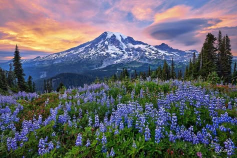 Rainy Photography, Mountain Landscape Photography, National Parks Photography, Mount Rainier National Park, Rainier National Park, Forest Pictures, Pretty Landscapes, Fine Art Landscape, Arte Sketchbook