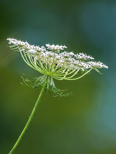 Queen Anne's Lace Flowers, Flower Identification, Queen Anne's Lace, Watercolor Christmas Cards, Queen Annes Lace, Floral Display, Christmas Paintings, Abstract Photography, Lace Flowers