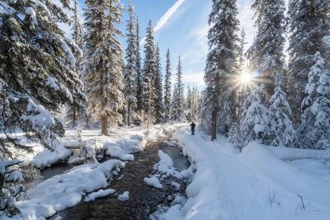 The majestic boreal forest in Canada is one of the world's largest | Fresh Daily Rocky Mountaineer, Bear Island, Empire Season, Fantastic Voyage, Boreal Forest, Eco Travel, Misty Forest, The Rocky Mountains, Snowy Mountains