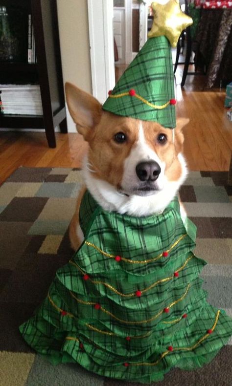 Here are some of our favorite videos of dogs reacting to their very own Christmas presents. Open Christmas Gifts, Christmas Gift Videos, Dog Christmas Photos, Dog Christmas Pictures, Corgi Facts, Dog Xmas, Corgi Pictures, Corgi Christmas, Corgi Pembroke