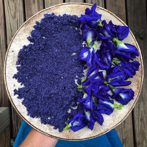 Butterfly Pea Tea Aesthetic, Blue Butterfly Pea Flower Tea Recipes, Drinks With Butterfly Pea Flower, Blue Pea Flower, Blue Butterfly Pea Flower Tea, Butterfly Pea Flowers, Blue Butterfly Pea Flower, Butterfly Pea Flower Tea, Pea Plant