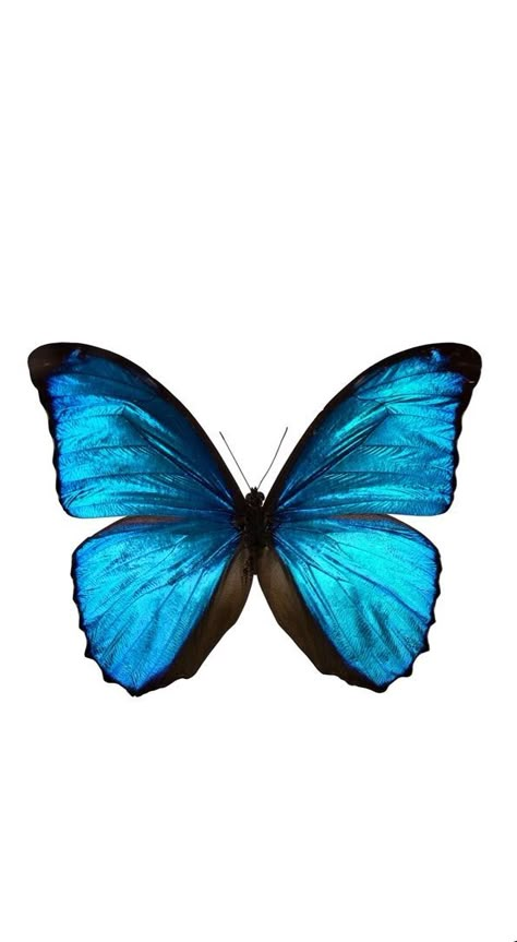 Blue Butterfly, Iphone, Blue