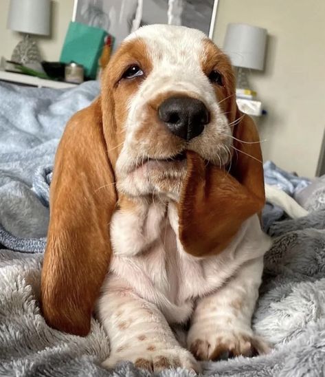 Really Cute Dogs, Pretty Animals, Cute Animals Images, Hound Dog, Cute Animal Photos, Basset Hound, Cute Creatures, 4 Life, Animals Images