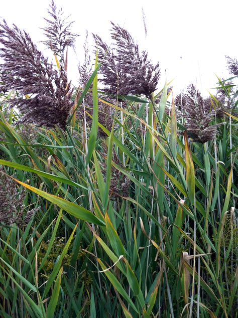 Ohio invasive species list. Common reed grass. Phragmites australis - invasive Phragmites Australis, Catchment Area, Invasive Plants, Invasive Species, Vivarium, The Common, My Happy Place, Beautiful Gardens, Happy Places