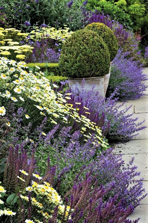 Nepeta Racemosa, Salvia Nemorosa, Garden Front Of House, Old Garden, Sauce Hollandaise, Cottage Garden Plants, Flower Garden Design, Borders Design, Flower Landscape