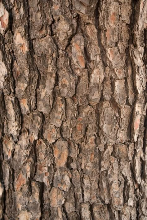 Texture Sketch, Chalk Pastel Art, Tree Bark Texture, Wood Bark, Tree Textures, Photo Texture, Leaf Texture, Sell My Art, Tree Trunks