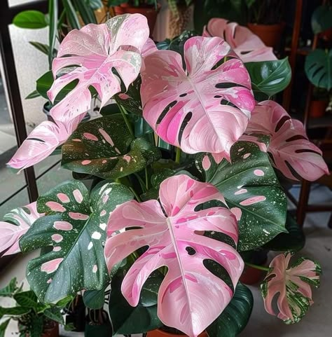 Monstera plant Pink Monstera Plant, Pink Monstera, Tropical Houseplants, Vertical Garden Plants, Goth Garden, Patio Flowers, Purple Plants, Inside Plants, Pink Plant