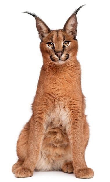 Caracal Kittens, Big Floppa, Caracal Cat, Mask Ideas, Animal References, African Elephant, Fluffy Cat, African Animals, Beautiful Animals