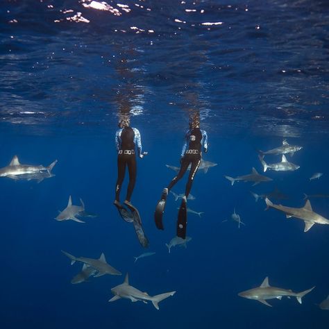 Dive With Sharks, Scuba Diving With Sharks, Shark Diving Hawaii, Marine Biologist In Hawaii, Marine Biology Hawaii, Shark Biologist Aesthetic, Shark Diving Aesthetic, Swimming With Sharks Aesthetic, Shark Biologist