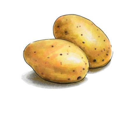 Potatoes Illustration, Potato Tattoo, Potato Illustration, Potato Drawing, Drawing Alcohol, Vegetable Pictures, Homemade Cookbook, Recipe Drawing, Veggie Delight