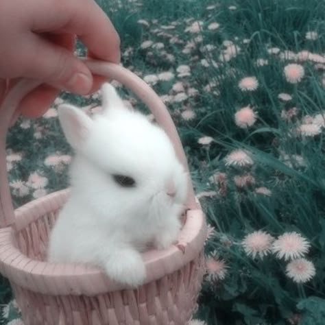 Bunny Core Aesthetic, Cute White Bunny, Rabbit Feeder, Bunny Cakes, Cake Easter, Pet Bunny Rabbits, Rabbit Pictures, Beautiful Rabbit, Cute Bunny Pictures