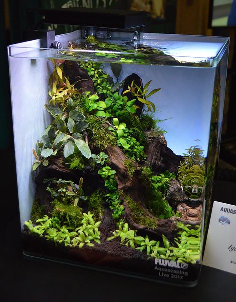 40 Gallon Freshwater Aquarium Ideas, Planted Dirted Tank, 8 Gallon Fish Tank Ideas, Small Planted Tank, Betta Tank Aquascape, Small Tank Ideas, Small Planted Aquarium Ideas, Small Planted Aquarium, Tall Aquascape