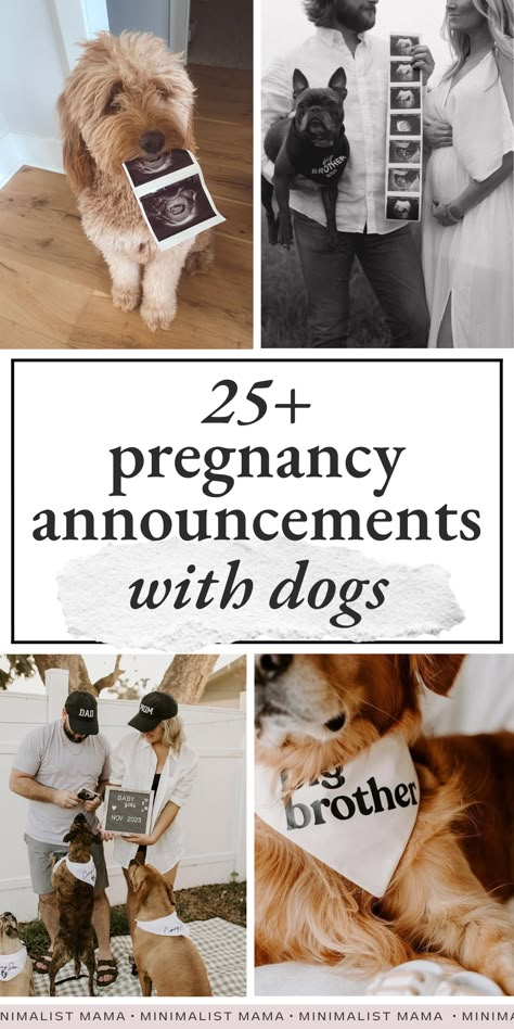 Looking for some inspo for planning a pregnancy announcement with your dog? These creative pregnancy announcement photos with dogs are SO cute and unique - you can't miss them! (Perfect for mamas looking for: Dog Ultrasound Announcement, Pregnancy Announcement Photos Valentines Day, Gender Reveal Pictures With Dog, Pregnancy Hints Announcement, Pregnancy Announcement Including Dog, Pregnant Announcement With Dog, Baby Sonogram Pictures Photo Ideas, Birth Announcements Ideas, Ig Pregnancy Announcement